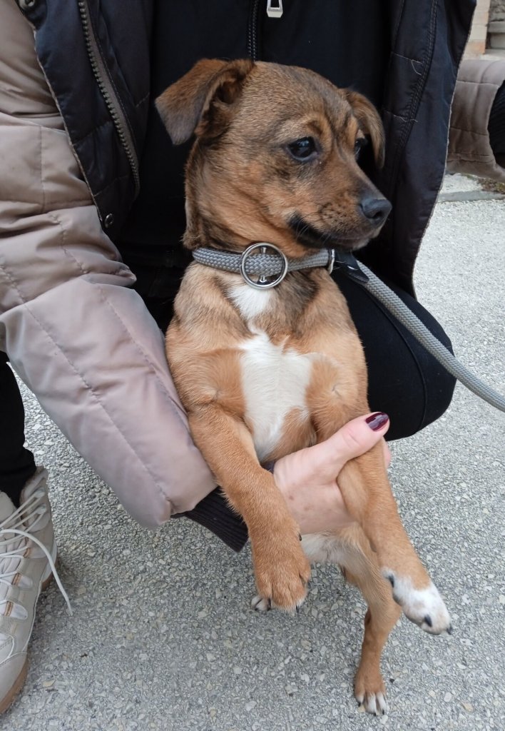 Kóbor kutyákat talált a Városrendészet