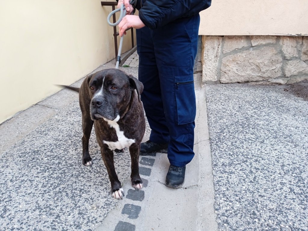 Kóbor kutyákat talált a Városrendészet